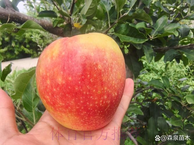 世界杯外围苹果最佳